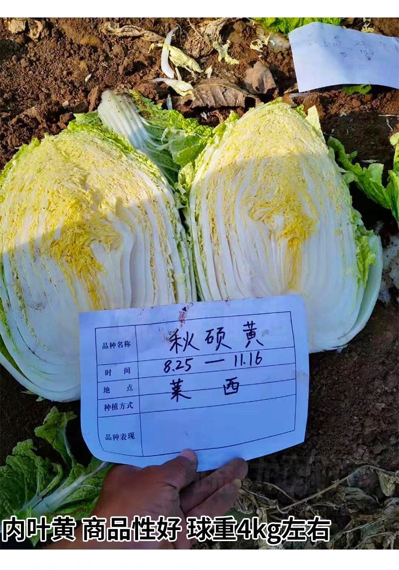 秋硕黄心大白菜种子芯叶嫩黄大白菜种子大田基地种植