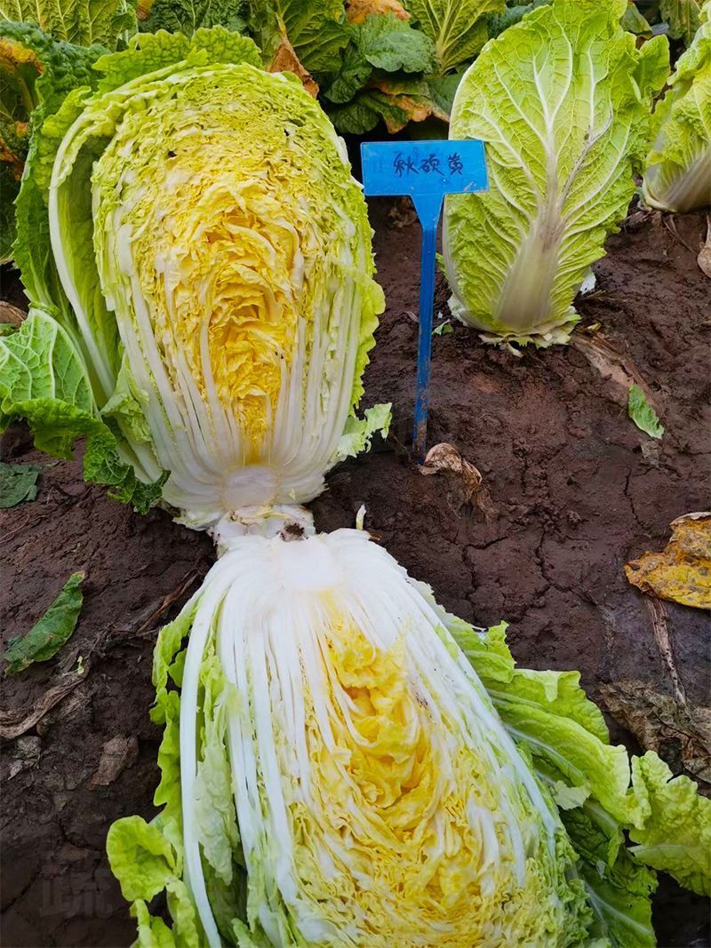 秋硕黄心大白菜种子芯叶嫩黄大白菜种子大田基地种植