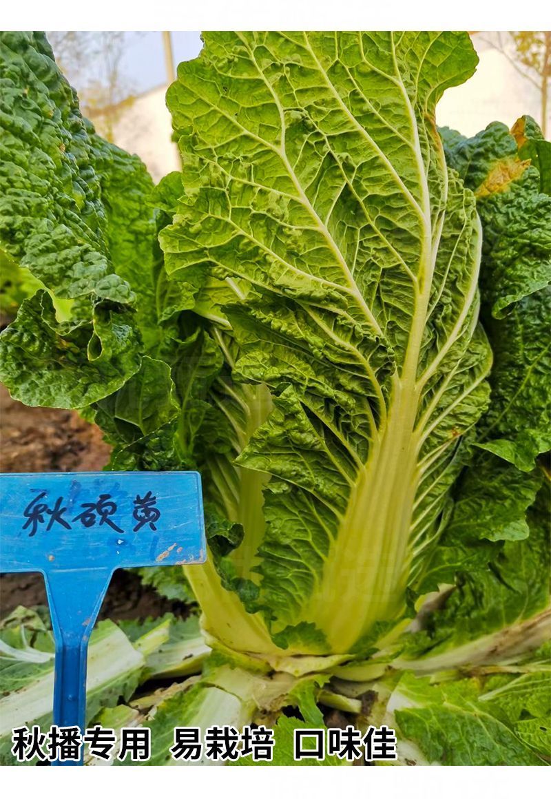 秋硕黄心大白菜种子芯叶嫩黄大白菜种子大田基地种植