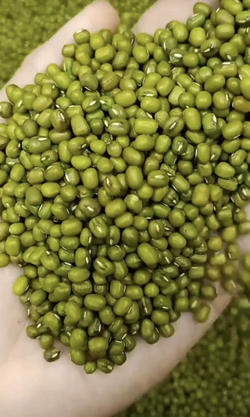 大颗绿豆中颗绿豆明豆色泽鲜亮均匀明豆均匀饱满