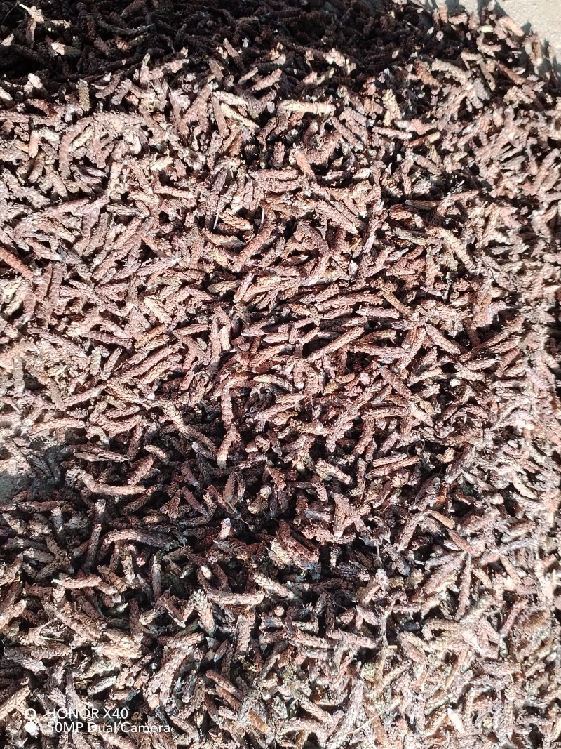 夏枯草