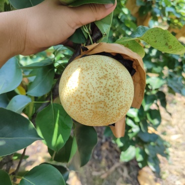 青花梨桂花梨苹果梨都有货刚刚上市套袋不套袋都有。