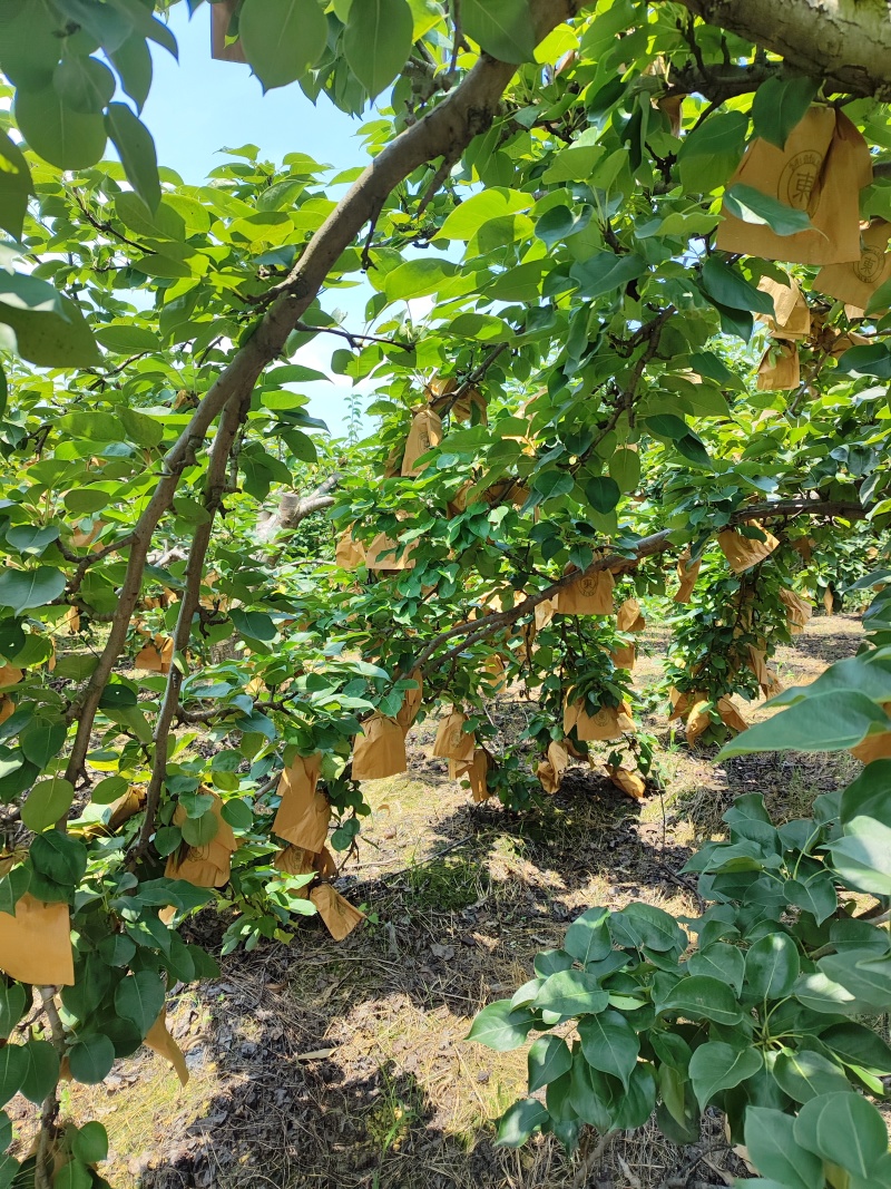 青花梨桂花梨苹果梨都有货刚刚上市套袋不套袋都有。