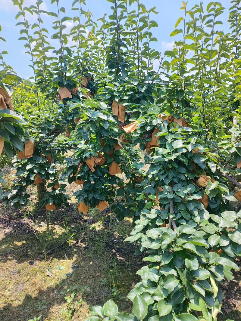 青花梨桂花梨苹果梨都有货刚刚上市套袋不套袋都有。