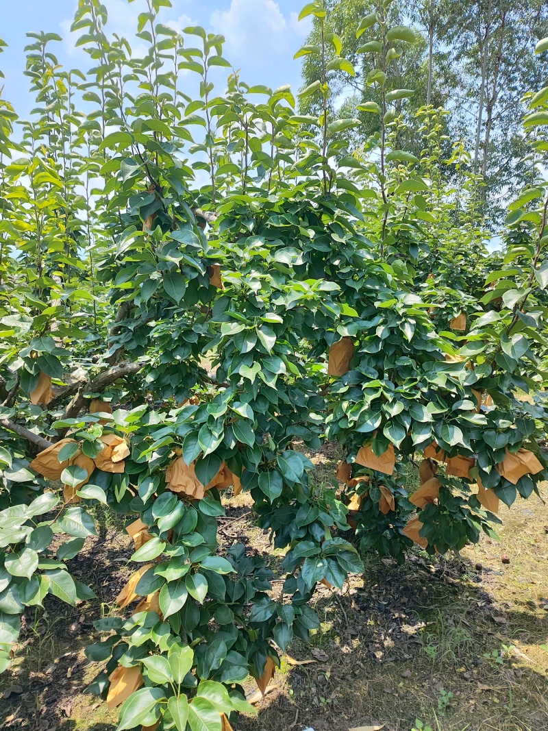 青花梨桂花梨苹果梨都有货刚刚上市套袋不套袋都有。