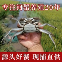 盘锦六月黄毛蟹成蟹稻田蟹超市团购
