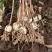 太白贝母4年底果鳞茎种子川贝母重庆城口县