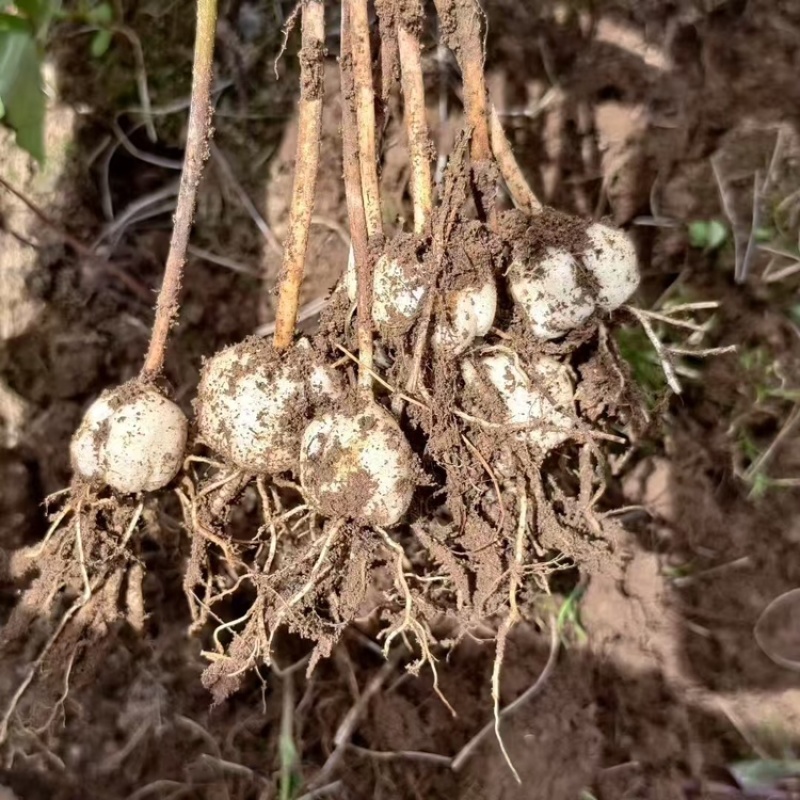 太白贝母4年底果鳞茎种子川贝母重庆城口县