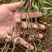太白贝母4年底果鳞茎种子川贝母重庆城口县