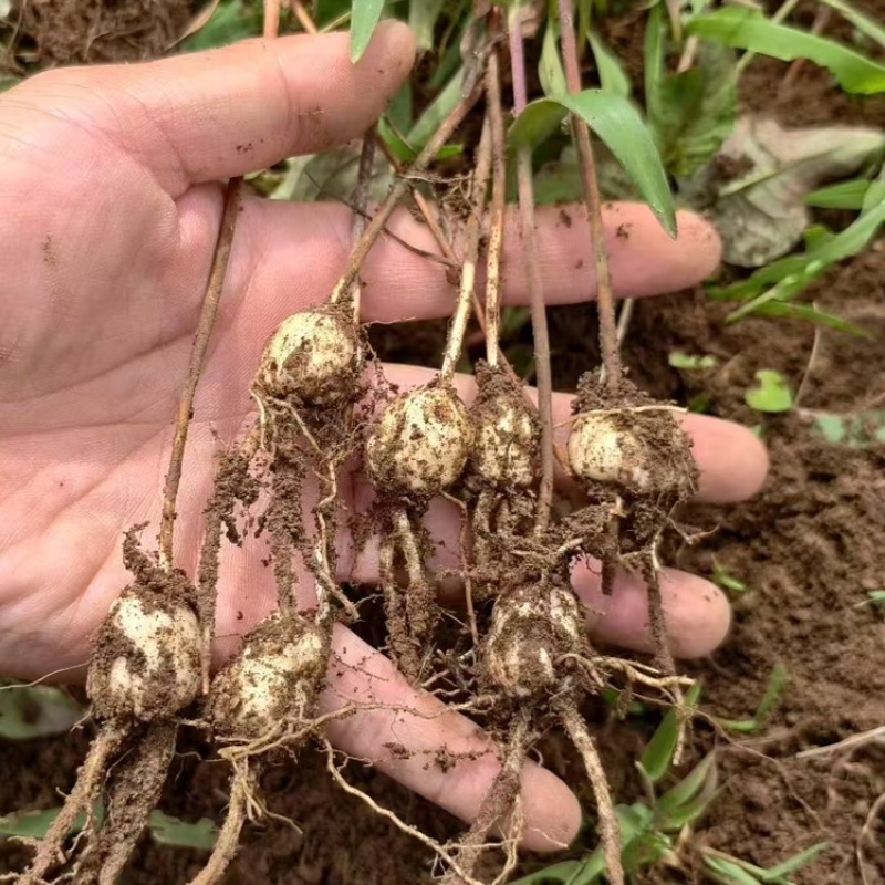 太白贝母4年底果鳞茎种子川贝母重庆城口县