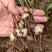 太白贝母4年底果鳞茎种子川贝母重庆城口县