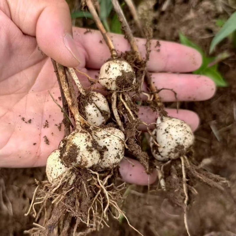 太白贝母4年底果鳞茎种子川贝母重庆城口县