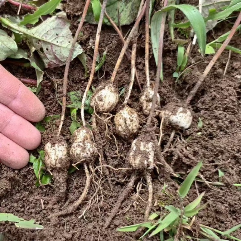 太白贝母4年底果鳞茎种子川贝母重庆城口县
