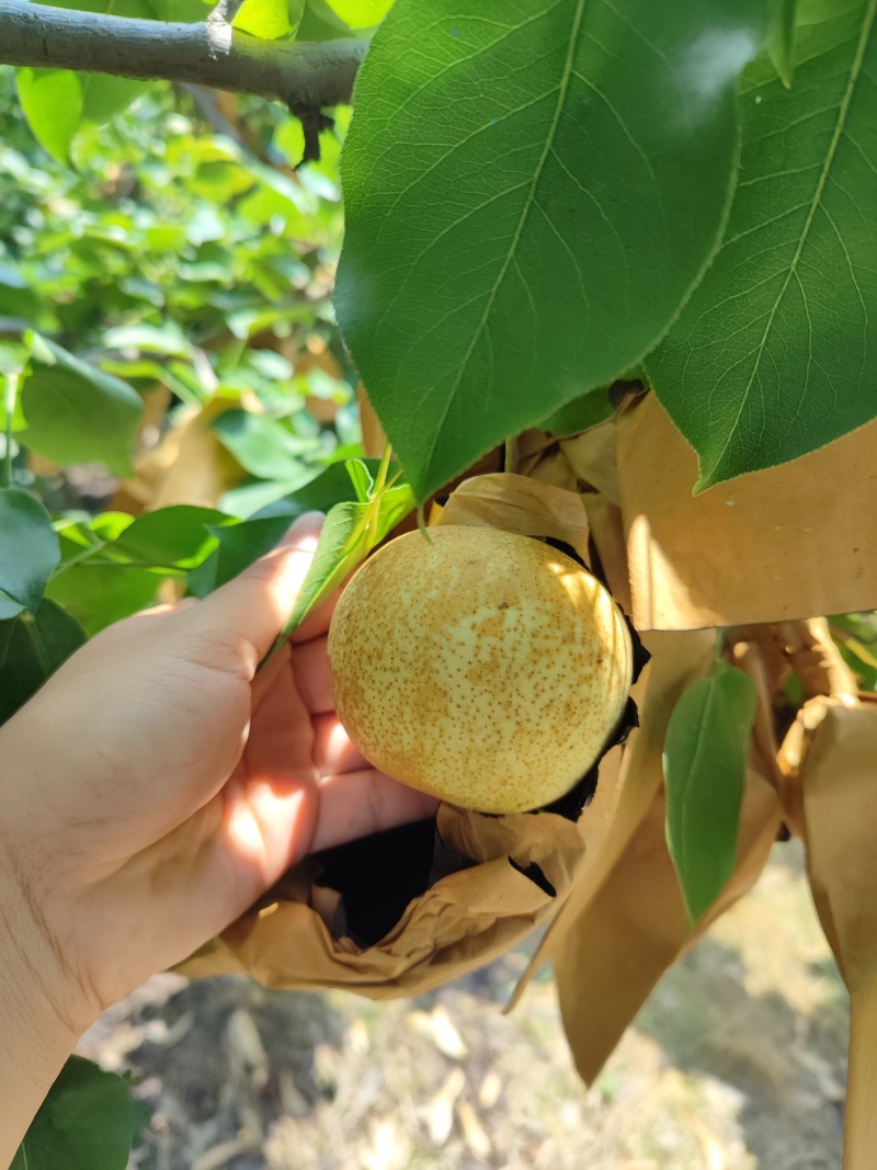 青花梨桂花梨苹果梨都有货刚刚上市套袋不套袋都有。