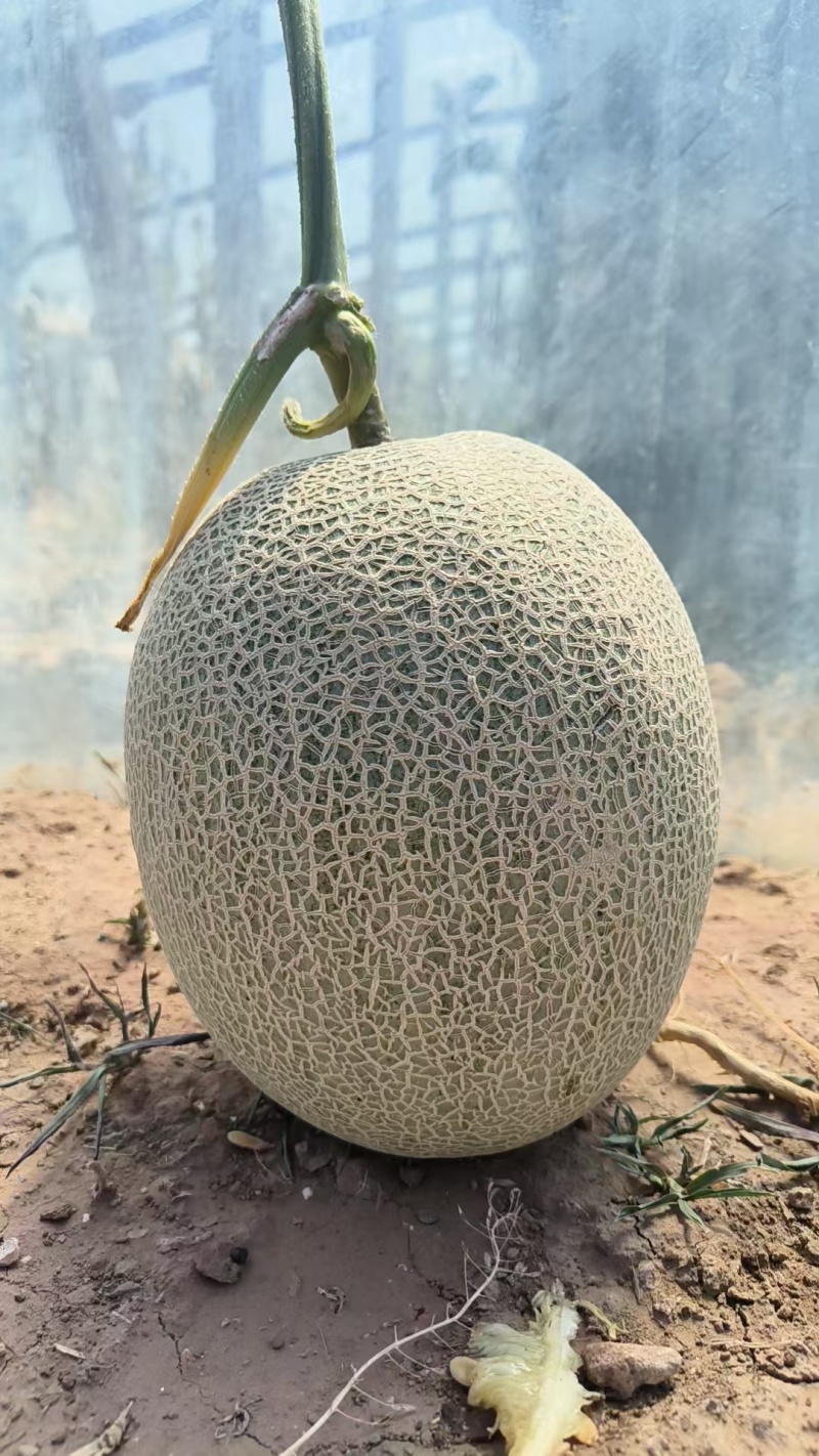西州蜜25