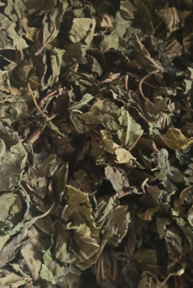 桑叶桑叶茶批发桑叶茶量大从优质量保证