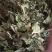 桑叶桑叶茶批发桑叶茶量大从优质量保证