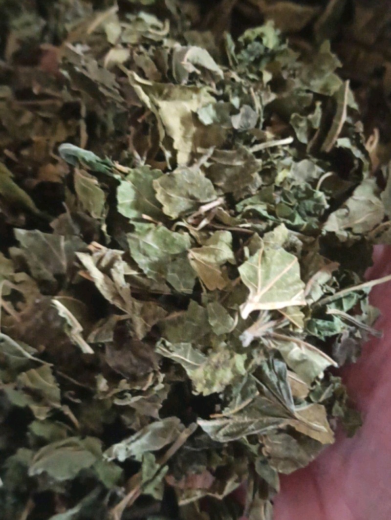 桑叶桑叶茶批发桑叶茶量大从优质量保证