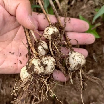 太白贝母4年底果鳞茎种子川贝母重庆城口县