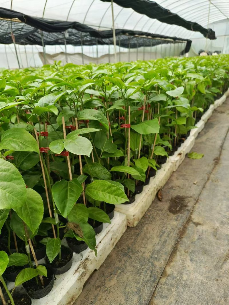 《百香果苗》钦蜜9号百香果苗嫁接苗/基地直发全国供应批发