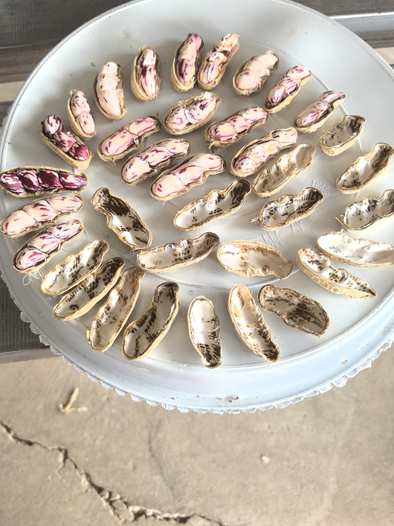 云南七彩花生大量供货品质保证欢迎下单品尝诚信经营
