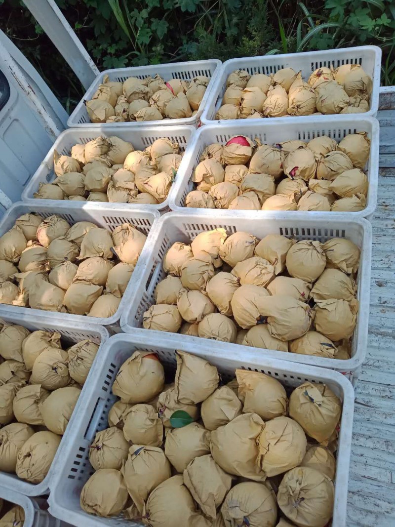 新玉梨砀山圆黄梨新高梨承接商超电商供货代发全国市场