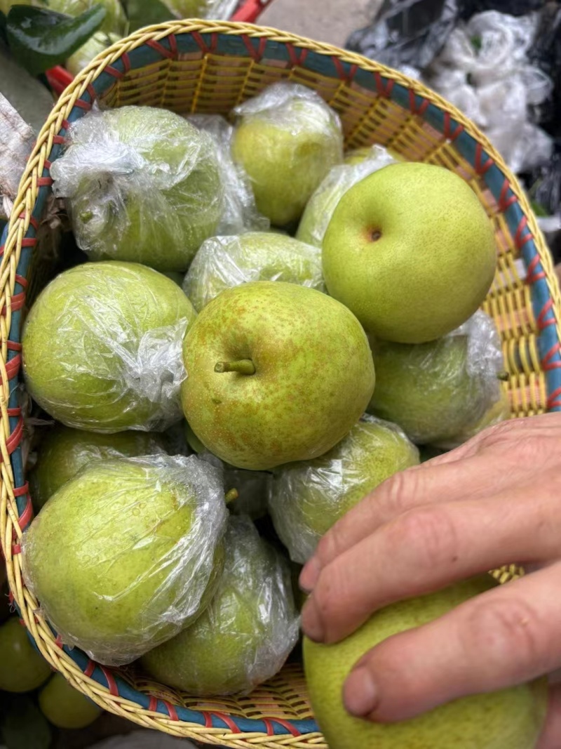 梨子脆冠