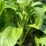 丰裕2000连州菜心种子广东多芽甜菜心种子白菜苔种子
