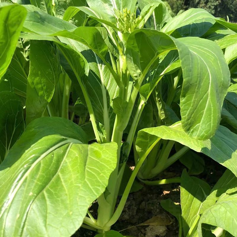 丰裕2000连州菜心种子广东多芽甜菜心种子白菜苔种子