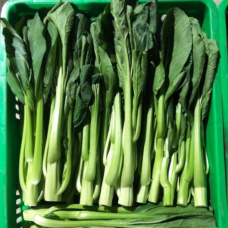 丰裕2000连州菜心种子广东多芽甜菜心种子白菜苔种子