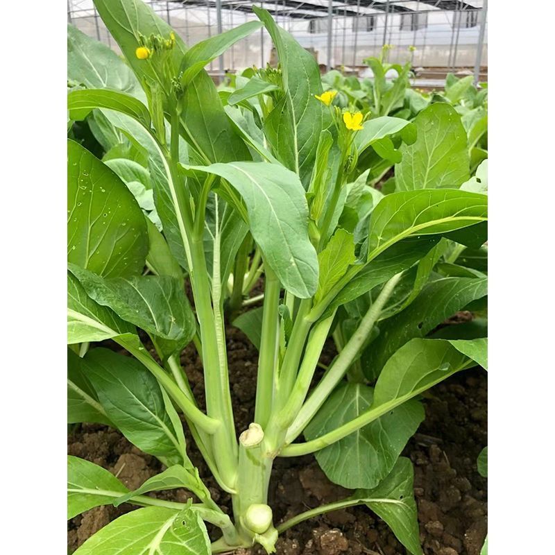 丰裕2000连州菜心种子广东多芽甜菜心种子白菜苔种子