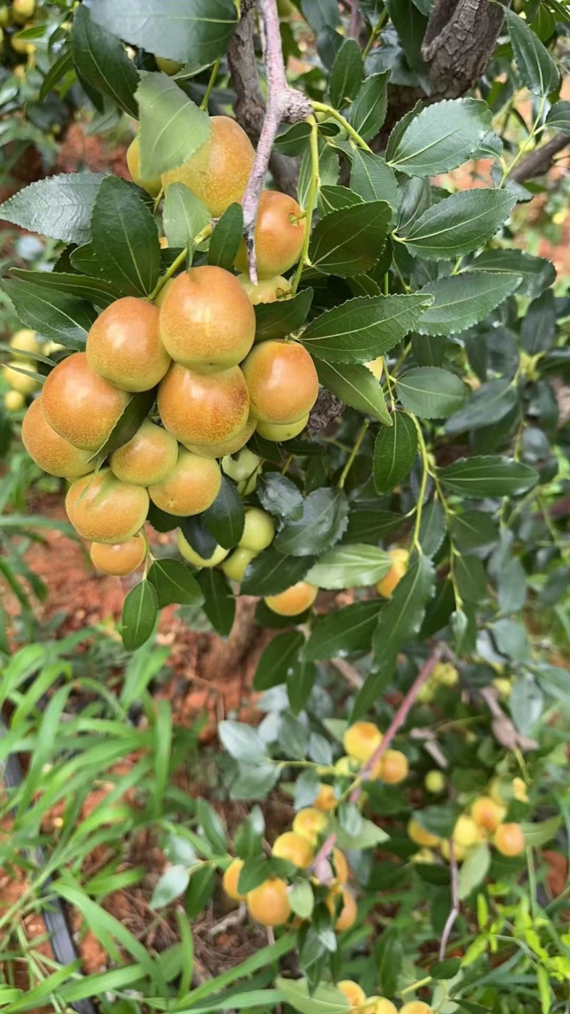 元谋冬枣，糖度高，价格便宜。