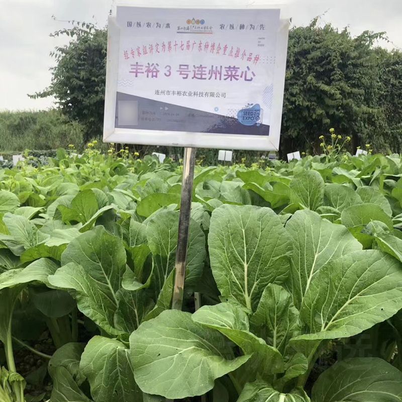 丰裕3号连州菜心种子多东多丫甜菜心种子甜脆白菜苔种子