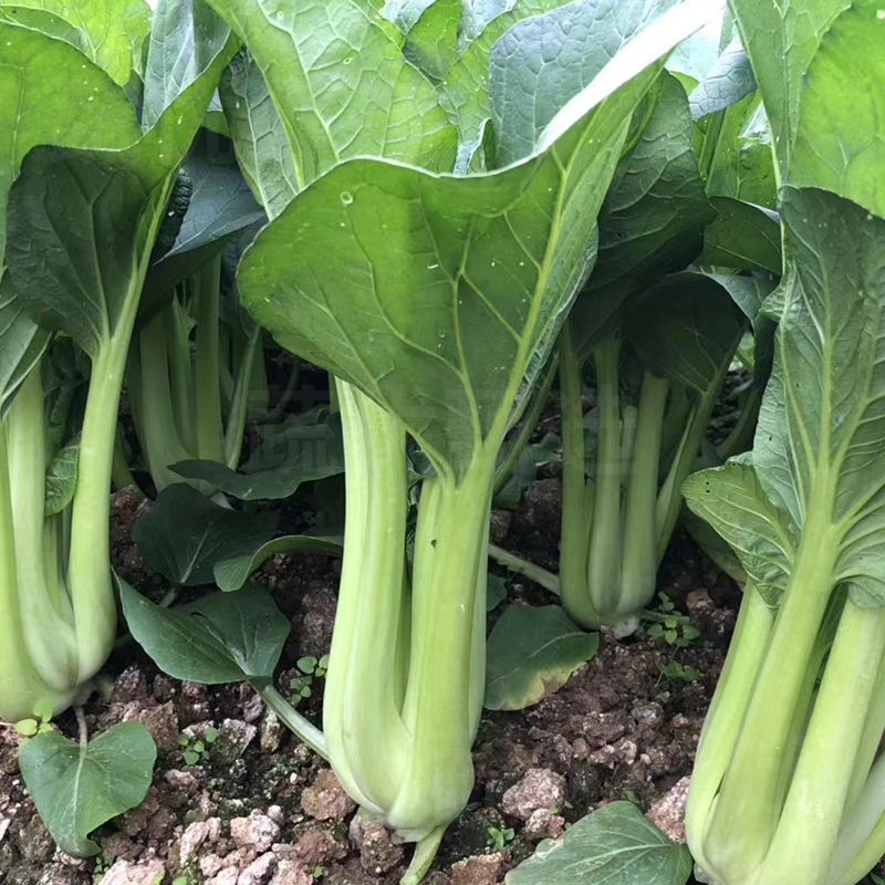 丰裕3号连州菜心种子多东多丫甜菜心种子甜脆白菜苔种子