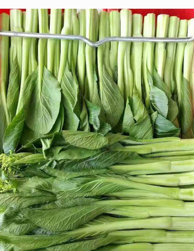 丰裕3号连州菜心种子多东多丫甜菜心种子甜脆白菜苔种子