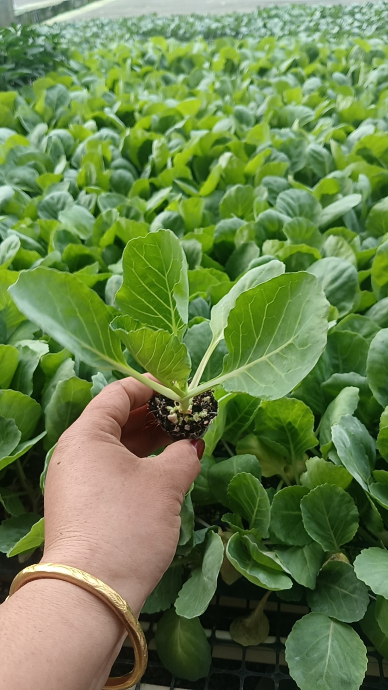 山东寿光各种精品甘蓝苗量大从优欢迎咨询