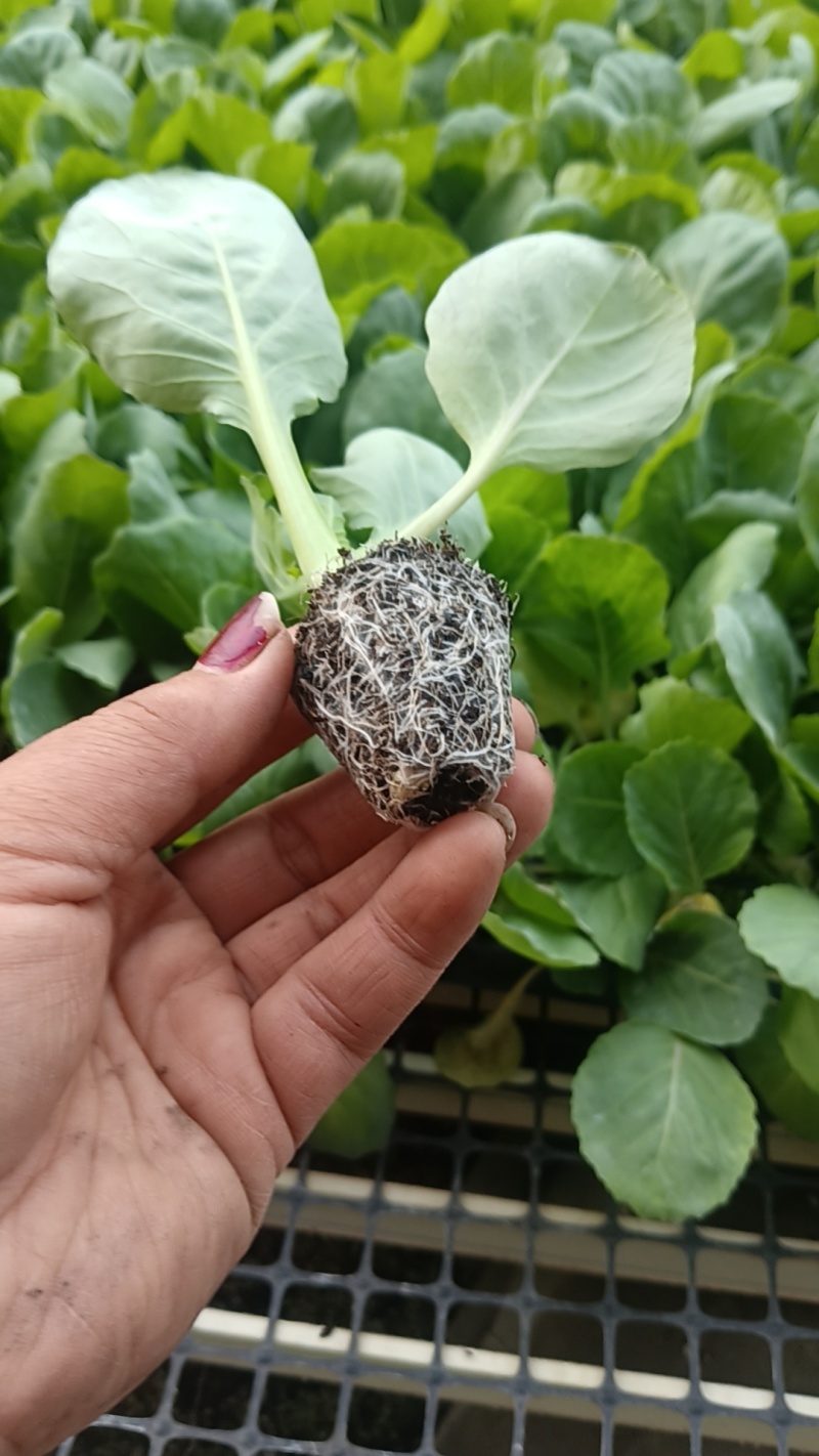 山东寿光各种精品甘蓝苗量大从优欢迎咨询
