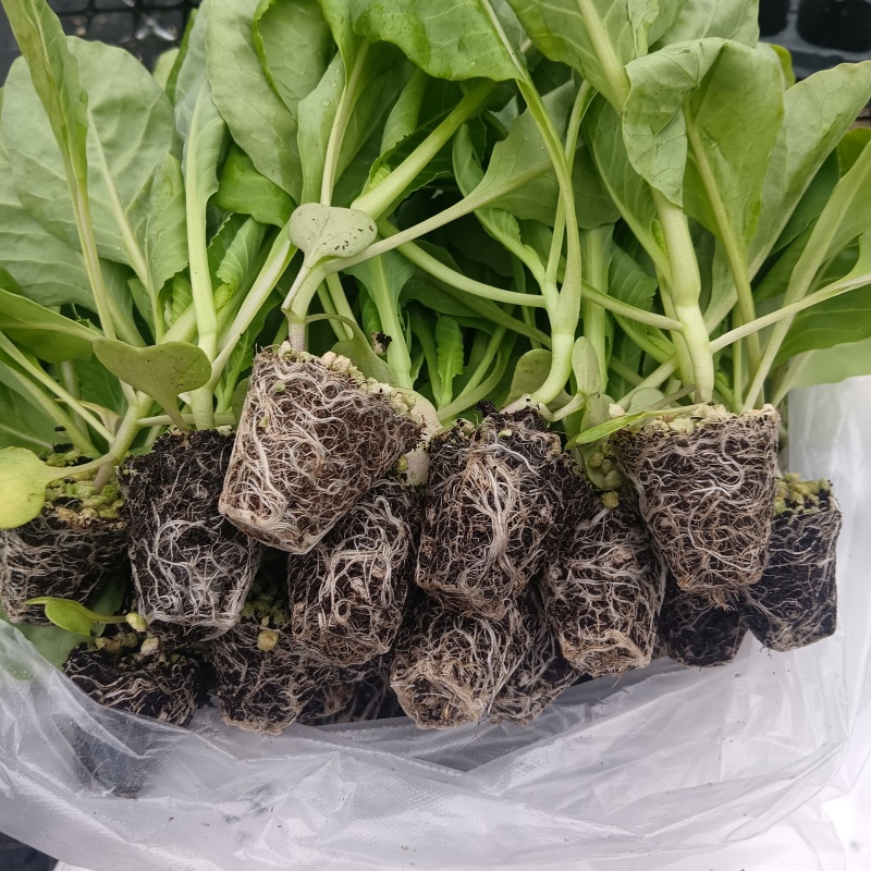 山东寿光各种精品甘蓝苗量大从优欢迎咨询