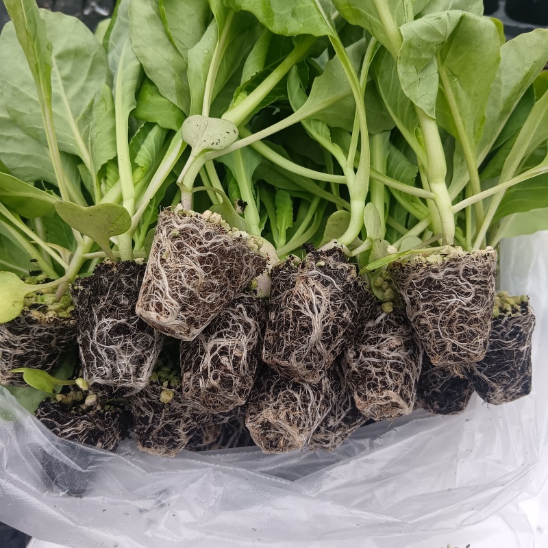 山东寿光各种精品甘蓝苗量大从优欢迎咨询