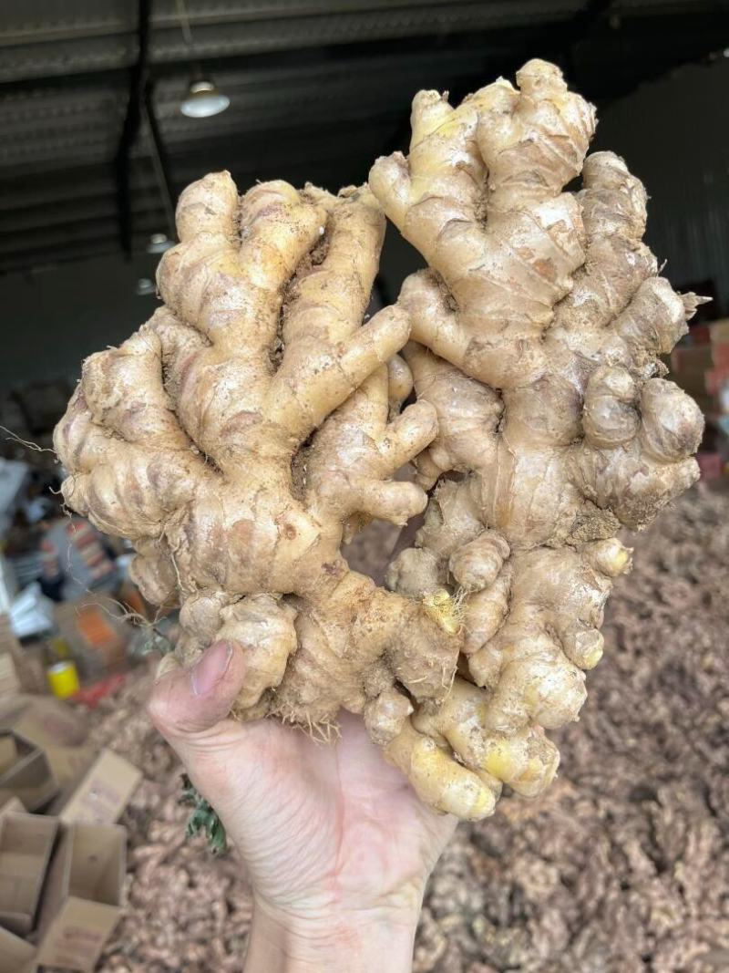 云南小黄姜/坝溜小黄姜/墨江小黄姜/姜农直销