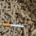 巴戟天抽芯中肉抽芯率高无硫保证鸡肠风