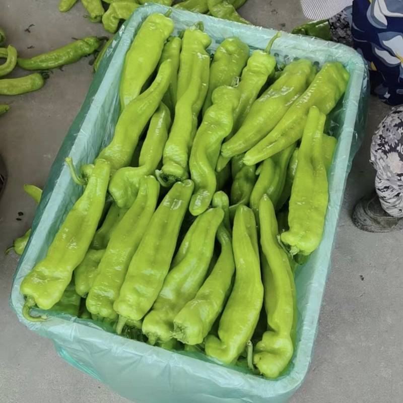 尖椒品质保证服务周到产地直发价格美丽