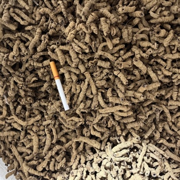 巴戟天抽芯中肉抽芯率高无硫保证鸡肠风