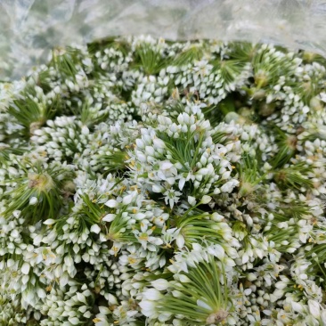 山东基地韭菜花下来了，质量不错，需要的老板联系