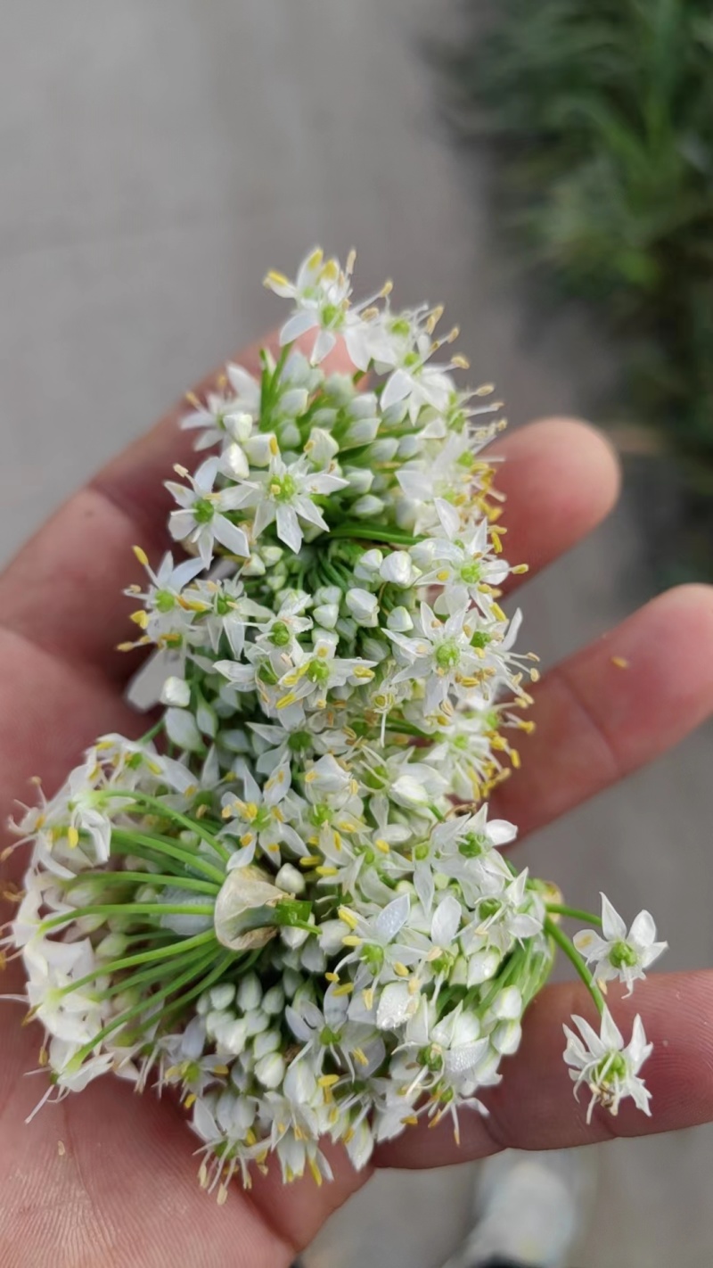 山东基地韭菜花下来了，质量不错，需要的老板联系