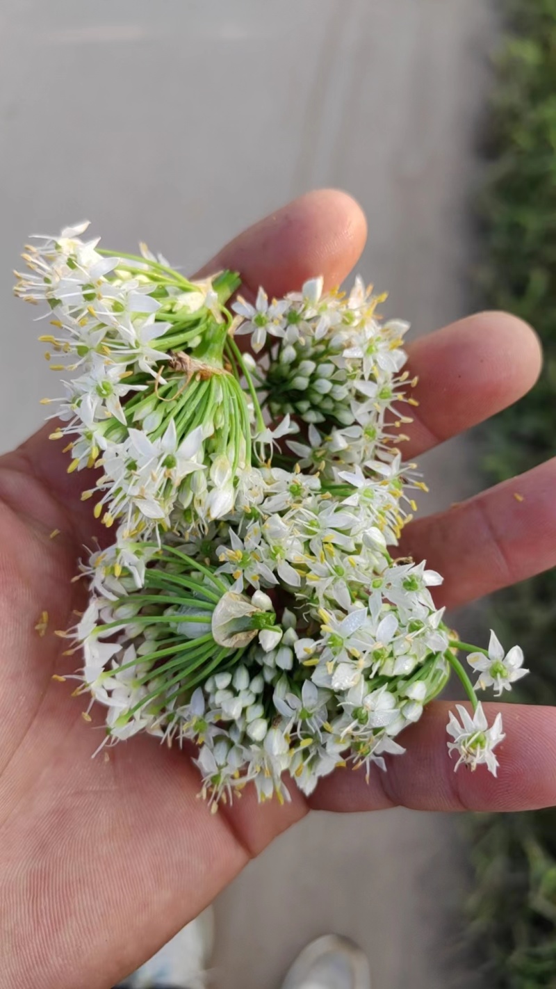 山东基地韭菜花下来了，质量不错，需要的老板联系