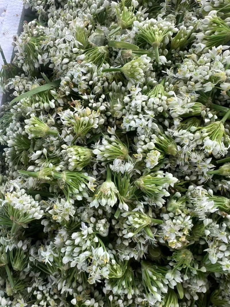 山东基地韭菜花下来了，质量不错，需要的老板联系