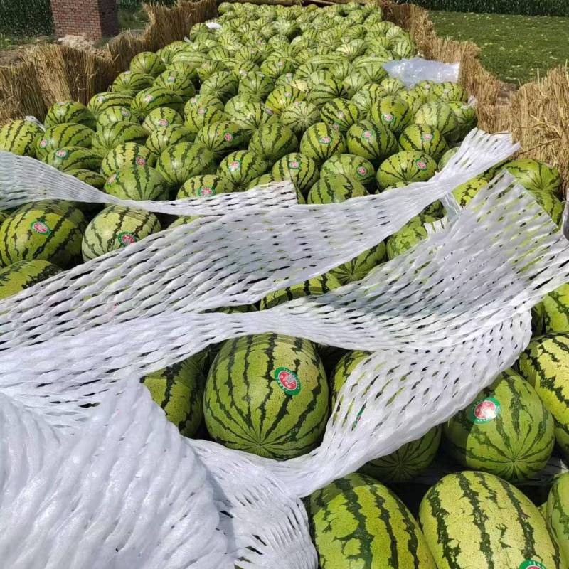 甘肃金花一号号西瓜大量接单品质保证诚信合作欢迎来电