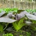 香甜紫白菜种子紫色油菜种子四季小油菜种子