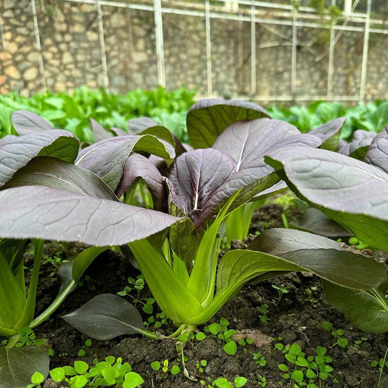 香甜紫白菜种子紫色油菜种子四季小油菜种子